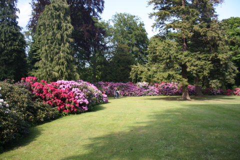 Arkivfoto af Rhododendronparken p Gl. Kjgegrd