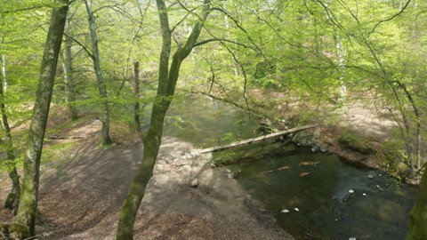 For�ret er her officielt