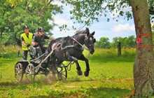 Stævne i kørsel med hest og vogn