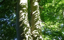 Vandretur i Ejby er aflyst.