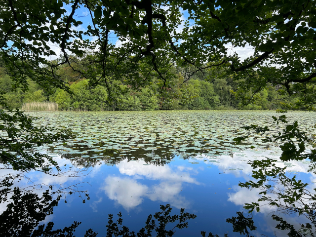 Gammelsø i Stubberup Storskov, som Finn Jørgensen ganske givet også har nyt på sine gå ture, hvor han fik inspiration til sin sang Sensommervise.