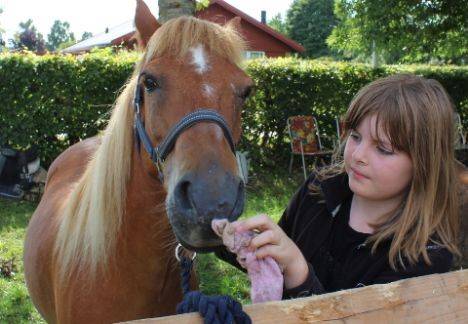 B�rnedyrskue i Borup 2018